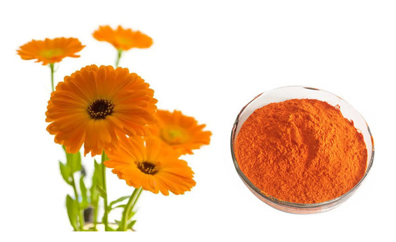 calendula lutéine.jpg