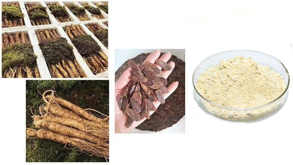 Amerikanische Ginseng-Saponine.jpg