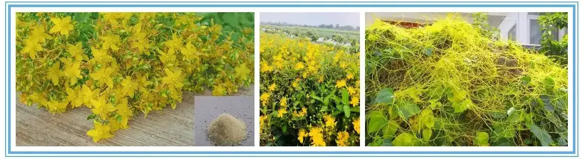 MiMouseShot20251117155611.webp MiMouseShot20251117155611.webp