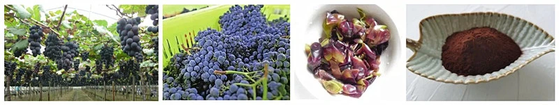 extrait de peau de raisin en poudre.jpg