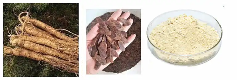 Extrait de ginseng en poudre.png