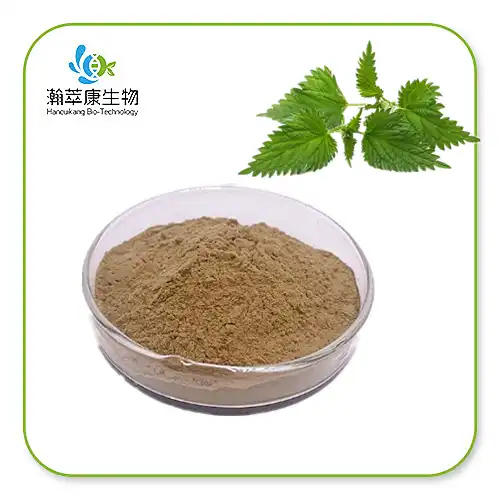Bột chiết xuất cây tầm ma
